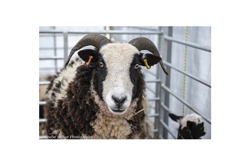 Phoebe Wymes-Arthur Mother Sheep March 2021