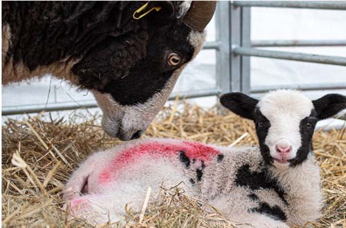 Phoebe Wymes-Arthur Mother Sheep & Lamb March 2021