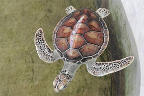 Turtle Conservation Centre in Sri Lanka
